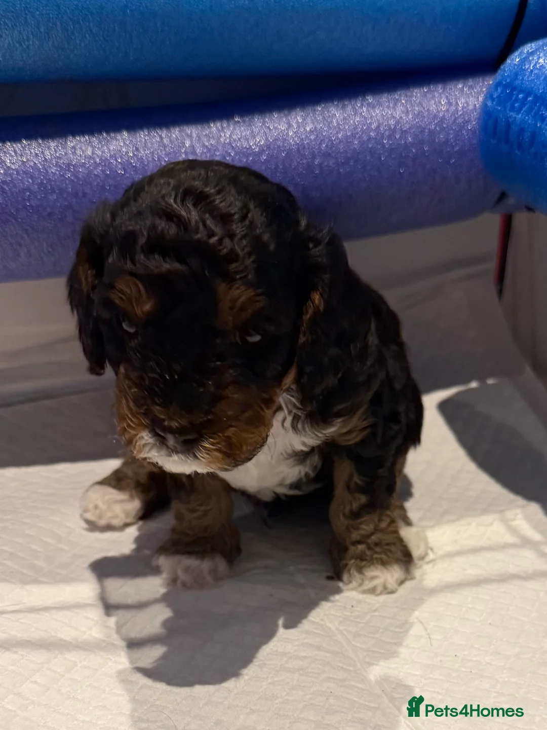 Cavapoo dogs for sale: Beautiful F1b Cavapoo Puppies - Only 3 left  - Advert 24