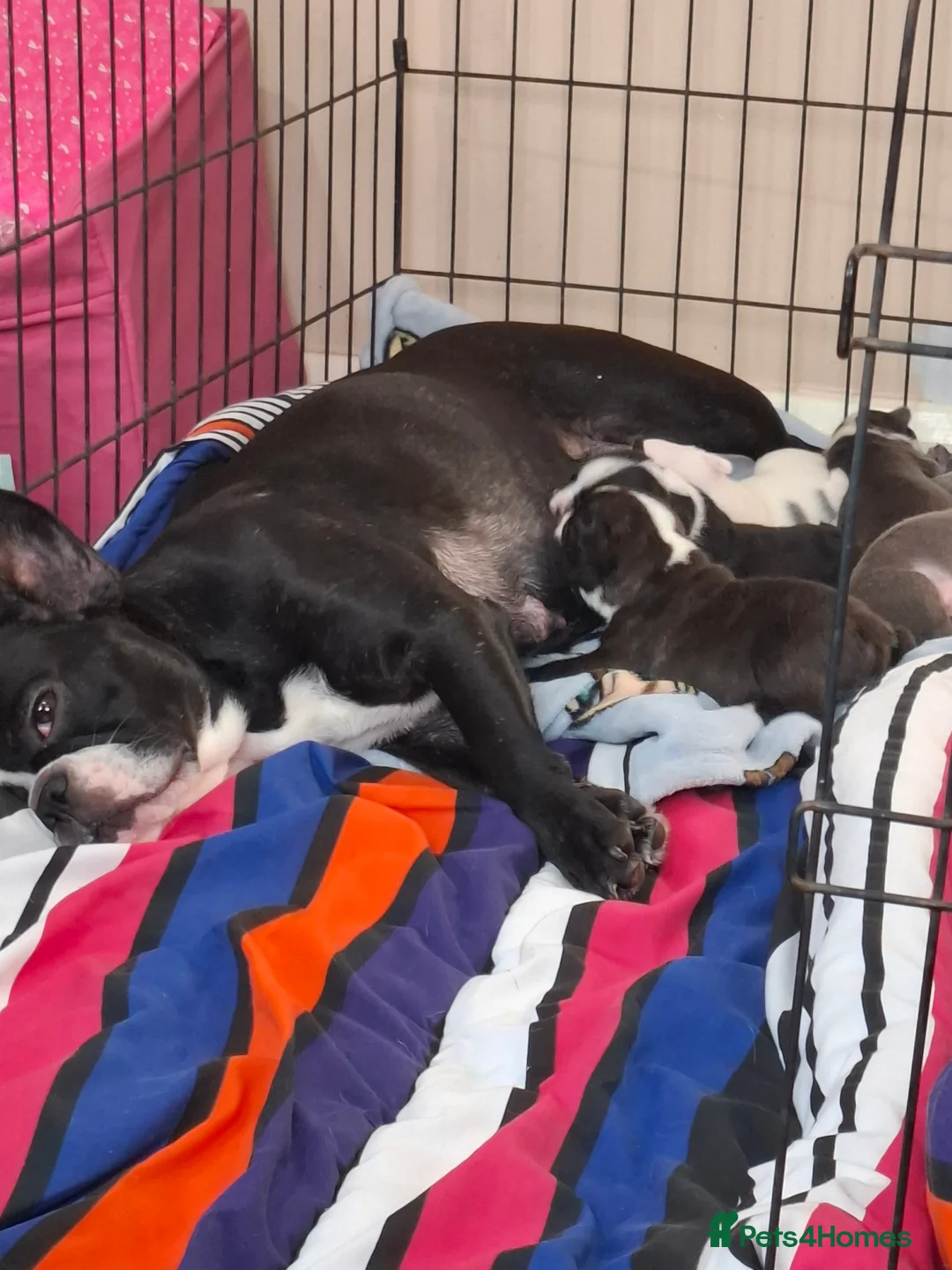 French Bulldog dogs for sale: Frenchie puppies - Advert 2