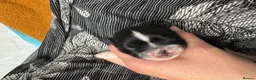 Lhasa Apso dogs for sale: 🏆 RKC Registered Lhasa Apso Puppies - Home Raised - Advert 6