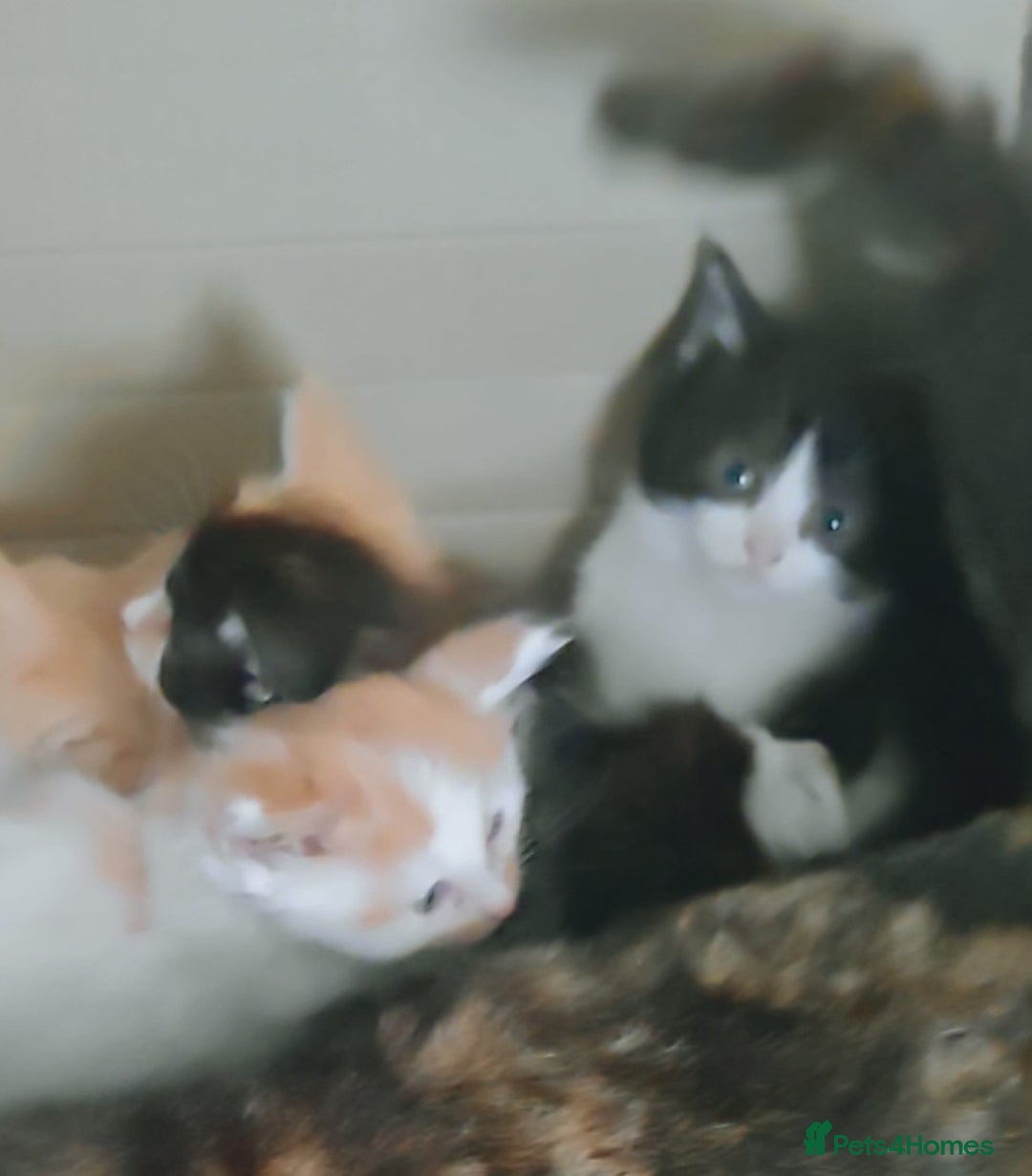 Mixed Breed cats for sale: 6 healthy playful little kittens, ready to go. - Advert 1