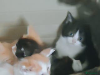 Mixed Breed cats 6 healthy playful little kittens, ready to go. - Advert 20