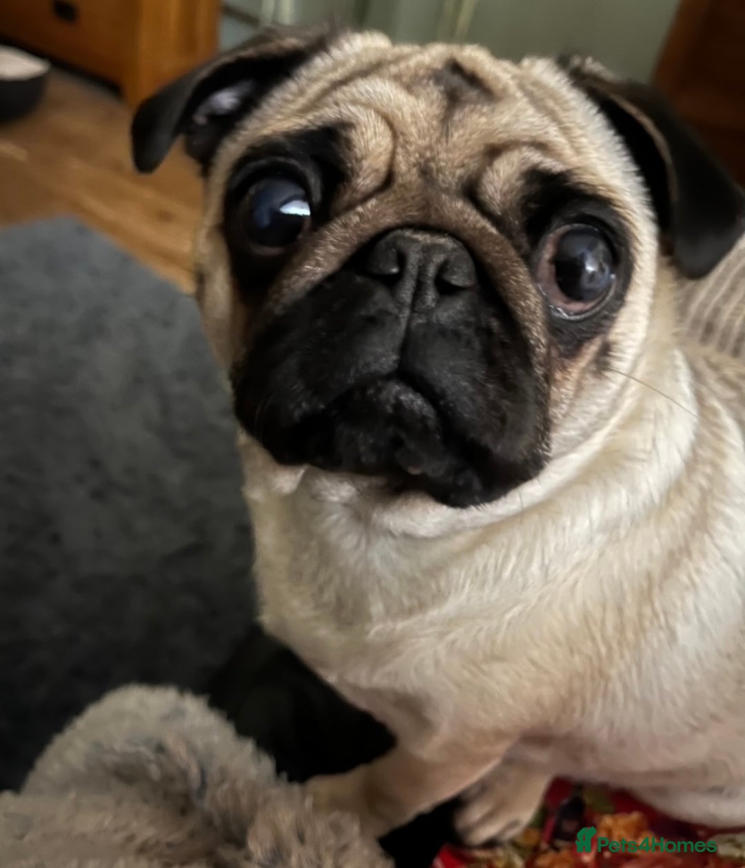 Pug dogs for sale: Gorgeous Female Adult Pug 3 Years old Ready Now  - Advert 5