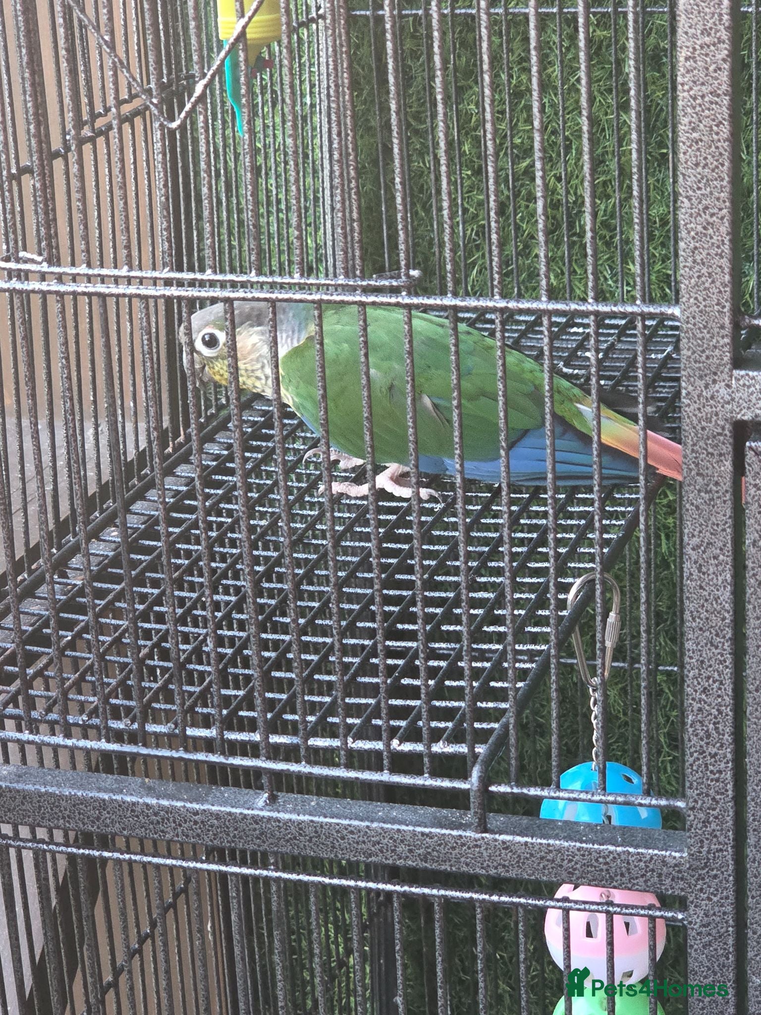 Conures birds Pineapple Green-cheeked Conure for Sale 🦜 - Advert 12