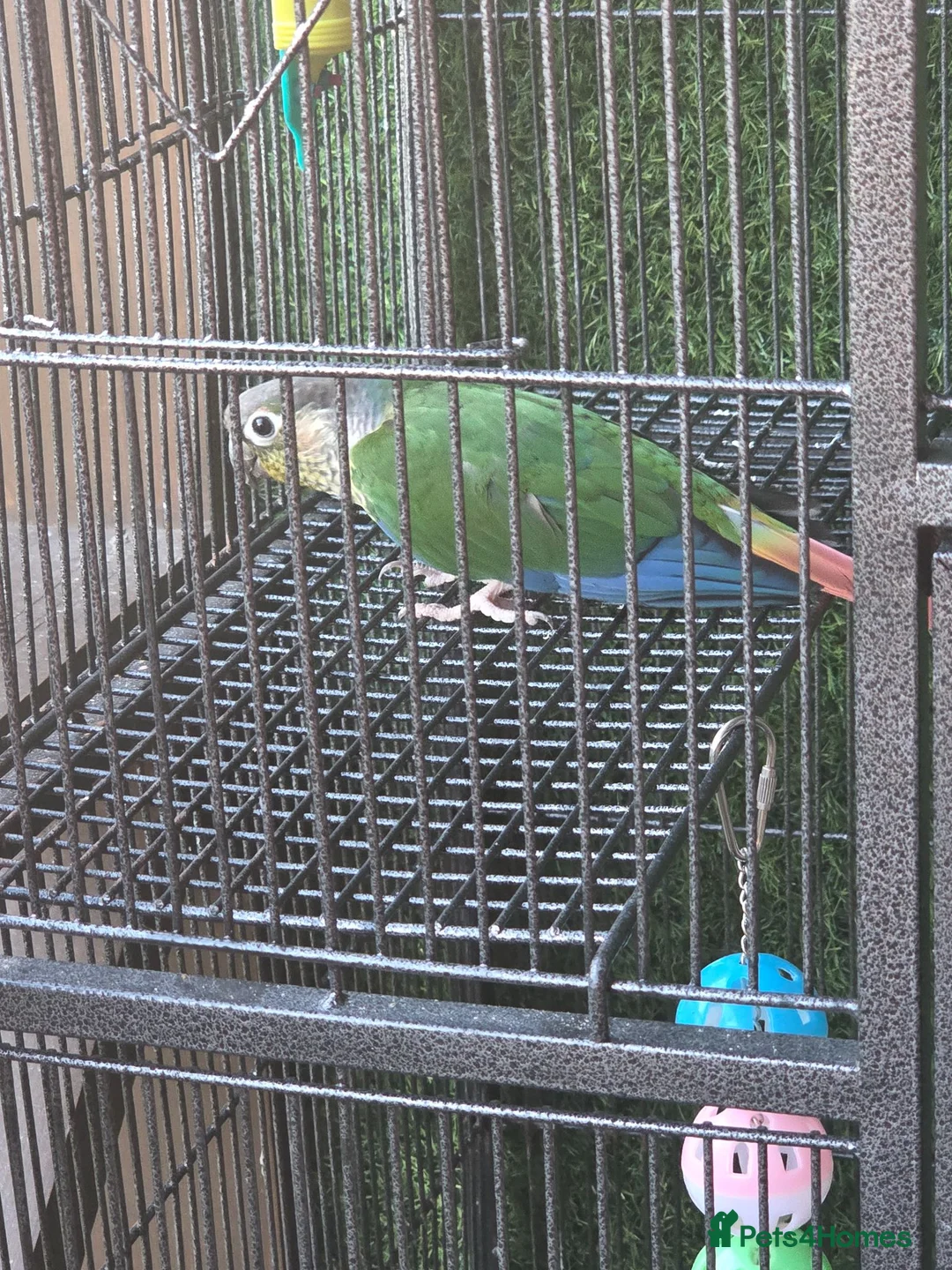 Conures birds for sale: Pineapple Green-cheeked Conure for Sale 🦜 in Basildon - Advert 1
