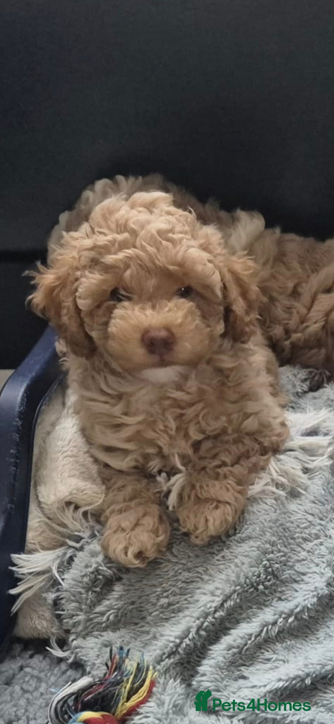 Labradoodle dogs for sale: Stunning F3 miniature labradoodles!  - Advert 37