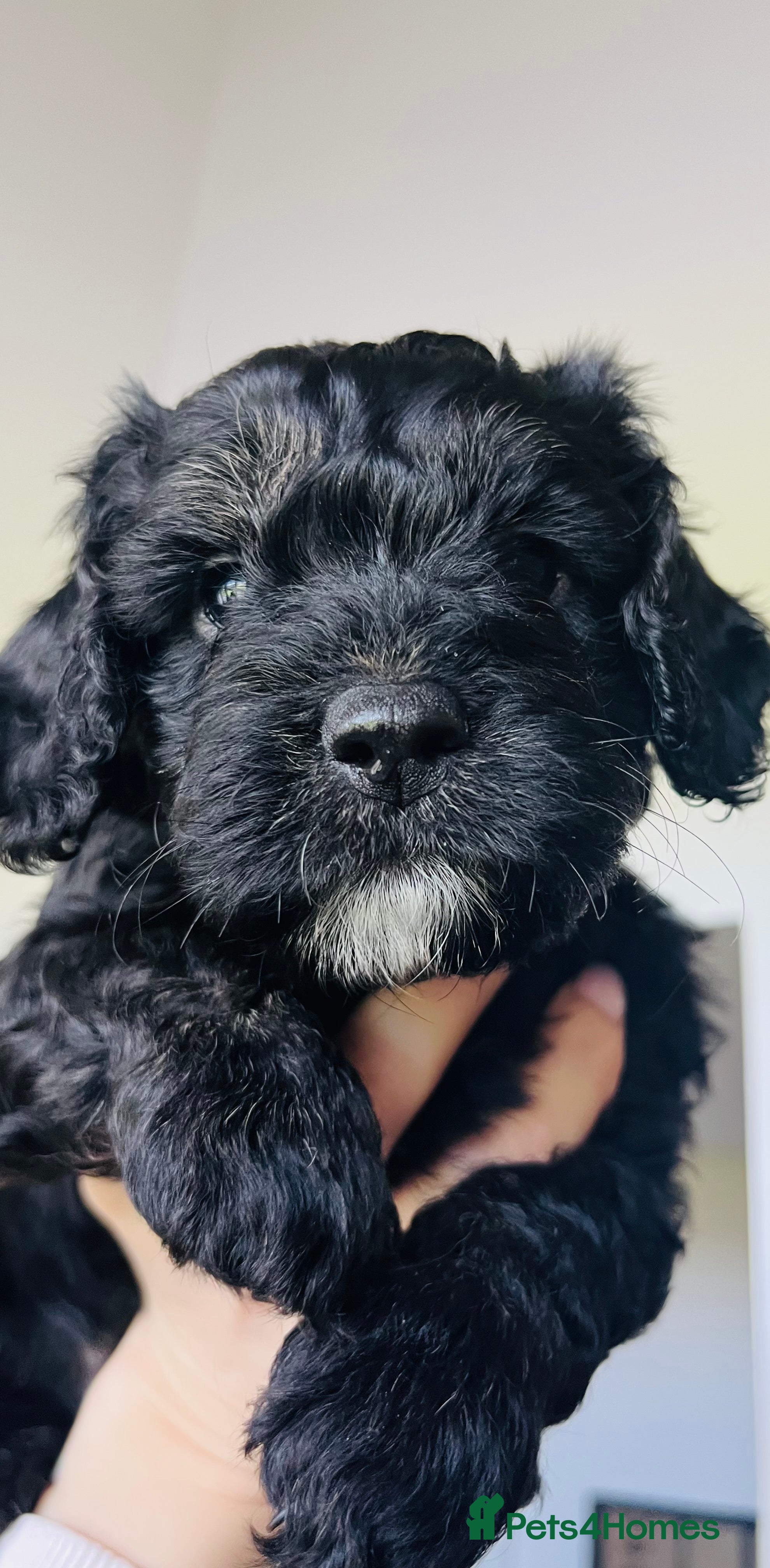 Cockapoo dogs 🐶Cockapoo last girl available🐶 - Advert 1