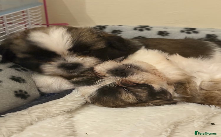 Shih Tzu dogs - Advert 7