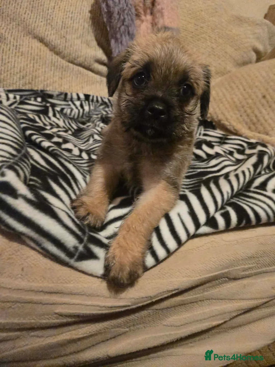 Mixed Breed dogs for sale: Cavachon x jug pups for sale ready now  - Advert 11