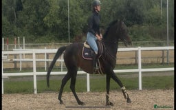 English Thoroughbred horses for sale: Super Sally by name and nature  - Image 2