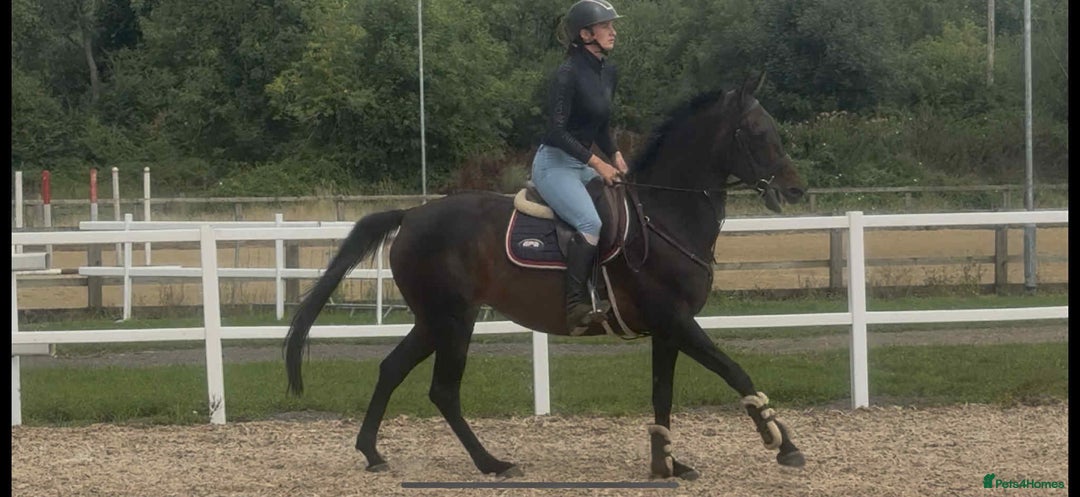English Thoroughbred horses for sale: Super Sally by name and nature  - Image 2