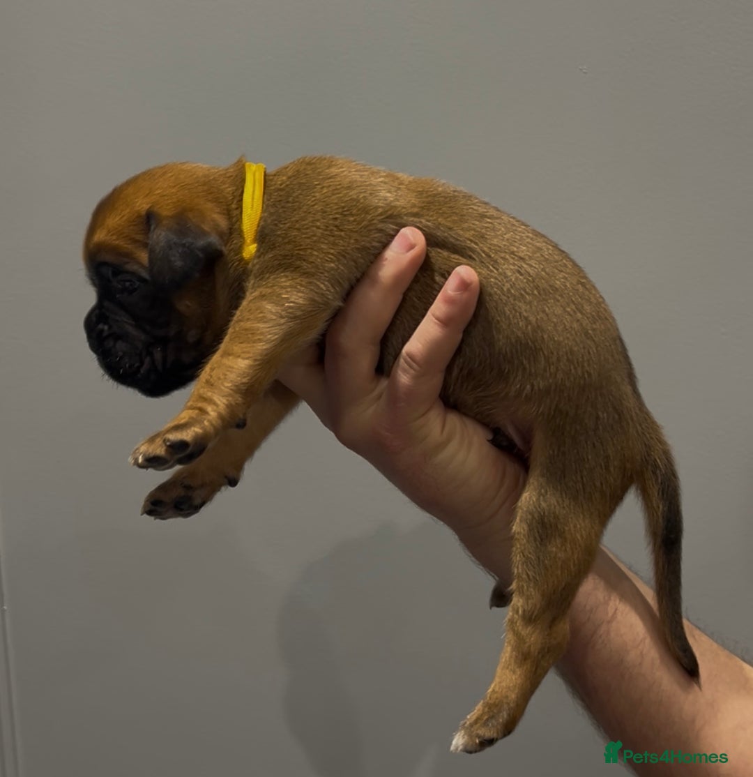 Boxer dogs for sale: 9 Beautiful Boxer Puppies - Pet Only  - Advert 12