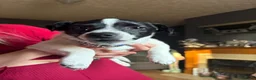 Chihuahua dogs for sale: Jack russell cross  - Advert 6