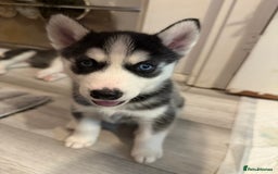 Siberian Husky dogs for sale: Strong Chunky Siberian Husky puppy’s  - Image 20