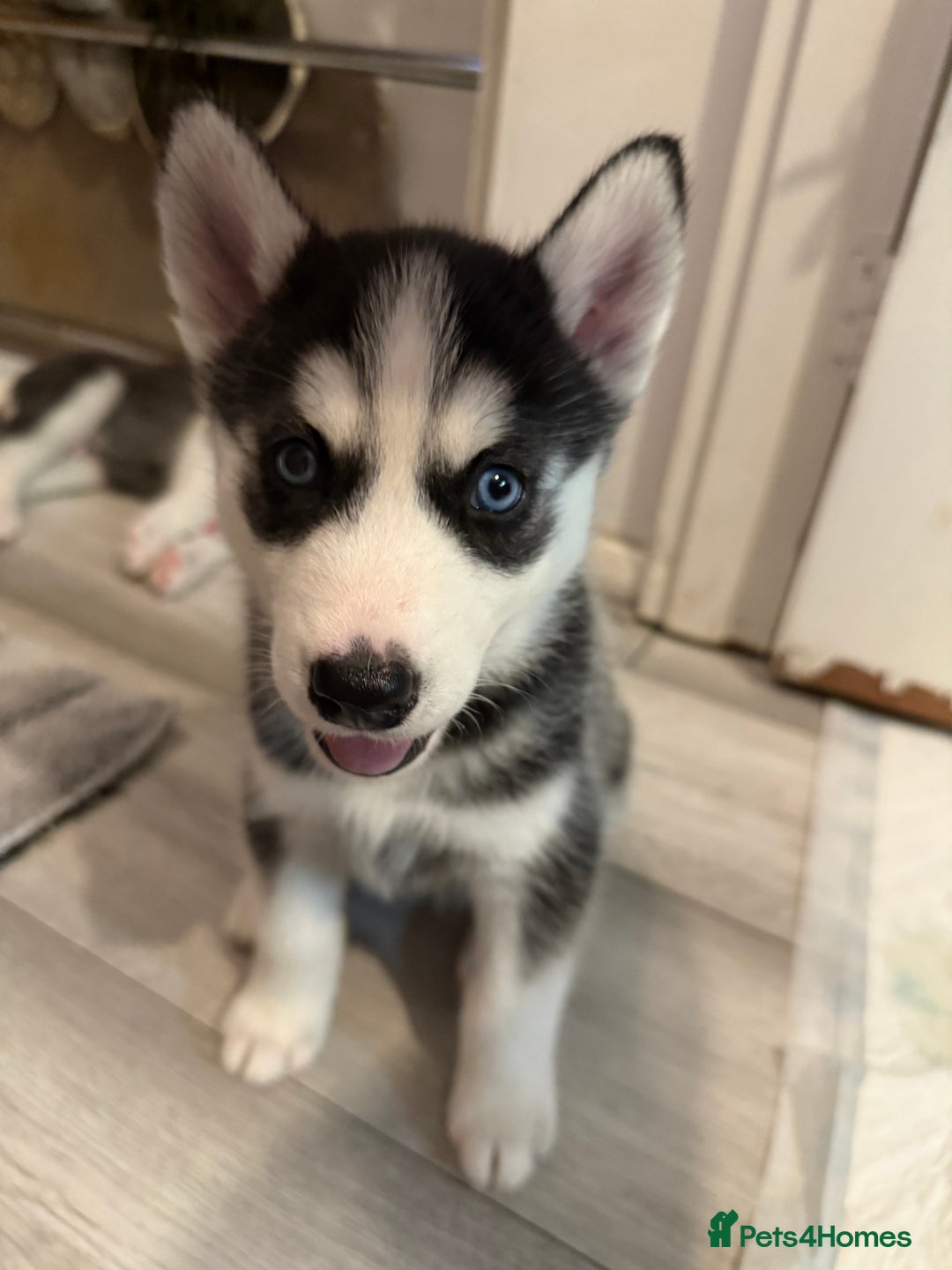 Siberian Husky dogs for sale: Strong Chunky Siberian Husky puppy’s  - Image 20