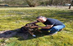 Mixed Breed dogs for adoption: Meet Little BEAR, a Lovely but naughty Boy... - Image 25