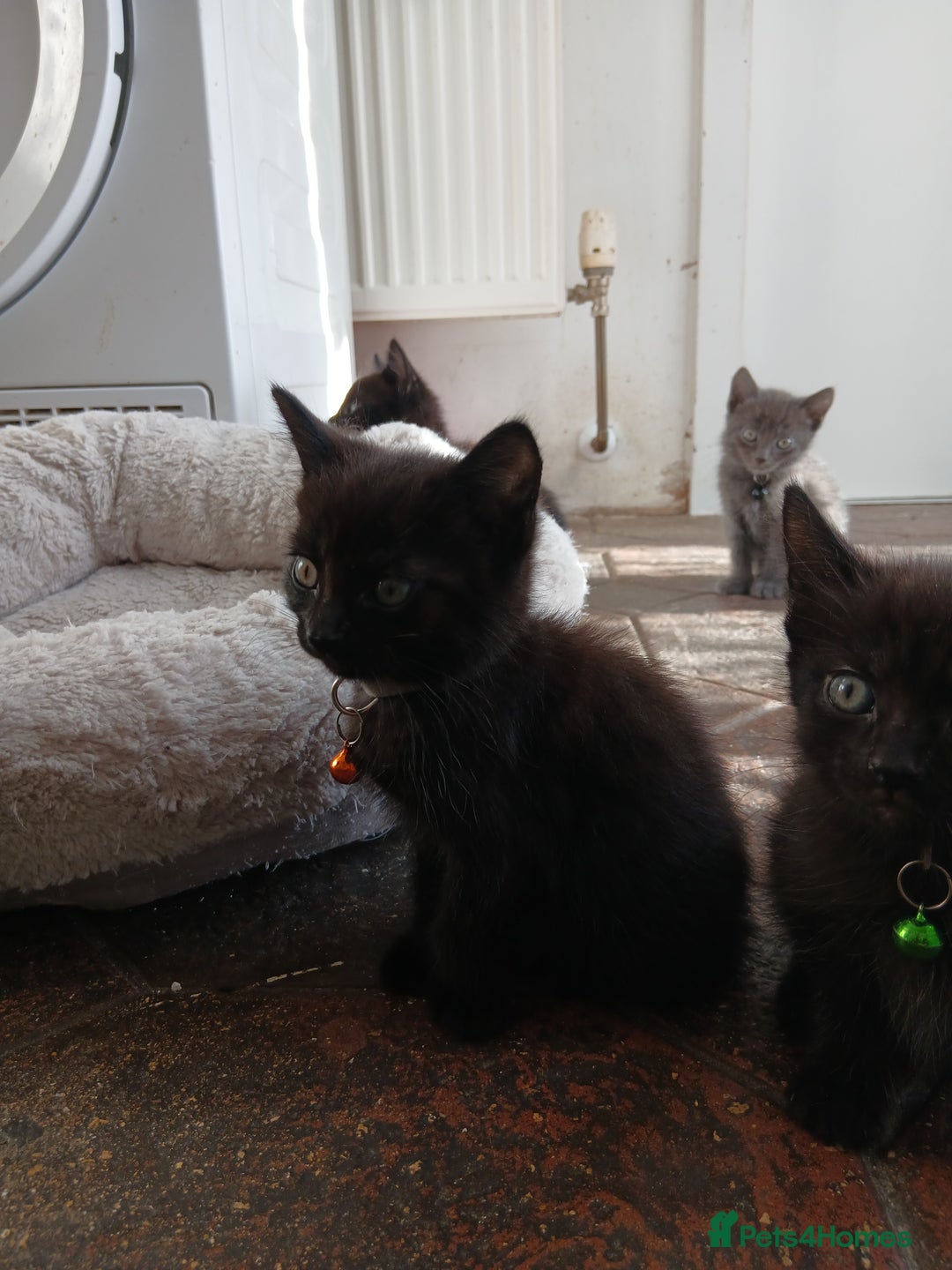 Mixed Breed cats for sale: 6 Kittens looking for new forever homes - Advert 21