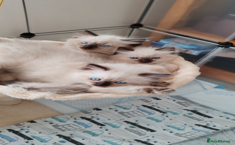 Ragdoll cats - Advert 3