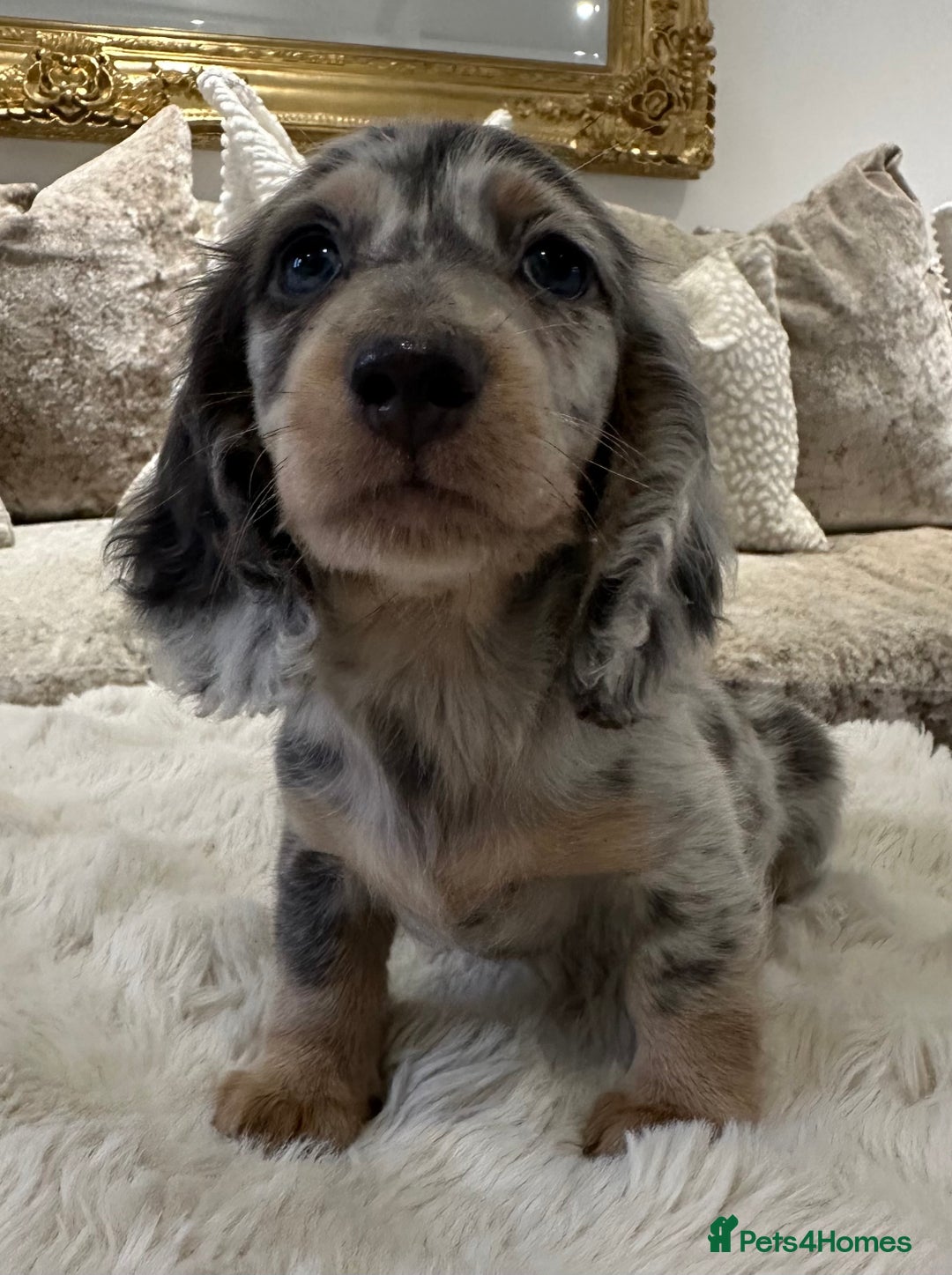 Miniature Dachshund dogs for sale: ** miniature long haired dachshunds ** in Upminster - Image 18