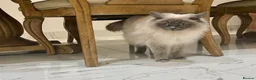 Ragdoll cats for sale: Retired Ragdoll Queen looking for 5 star home - Advert 2