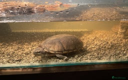 Turtle reptiles for sale: two common Musck /spinkpot turtles with set up - Image 3