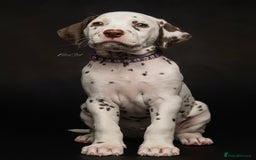 Dalmatian dogs for sale: Ready now 1 black spot bitch & 3 liver spot bitch - Image 3