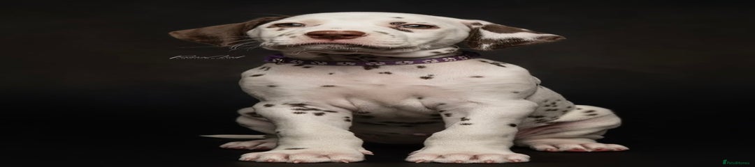 Dalmatian Puppy 3
