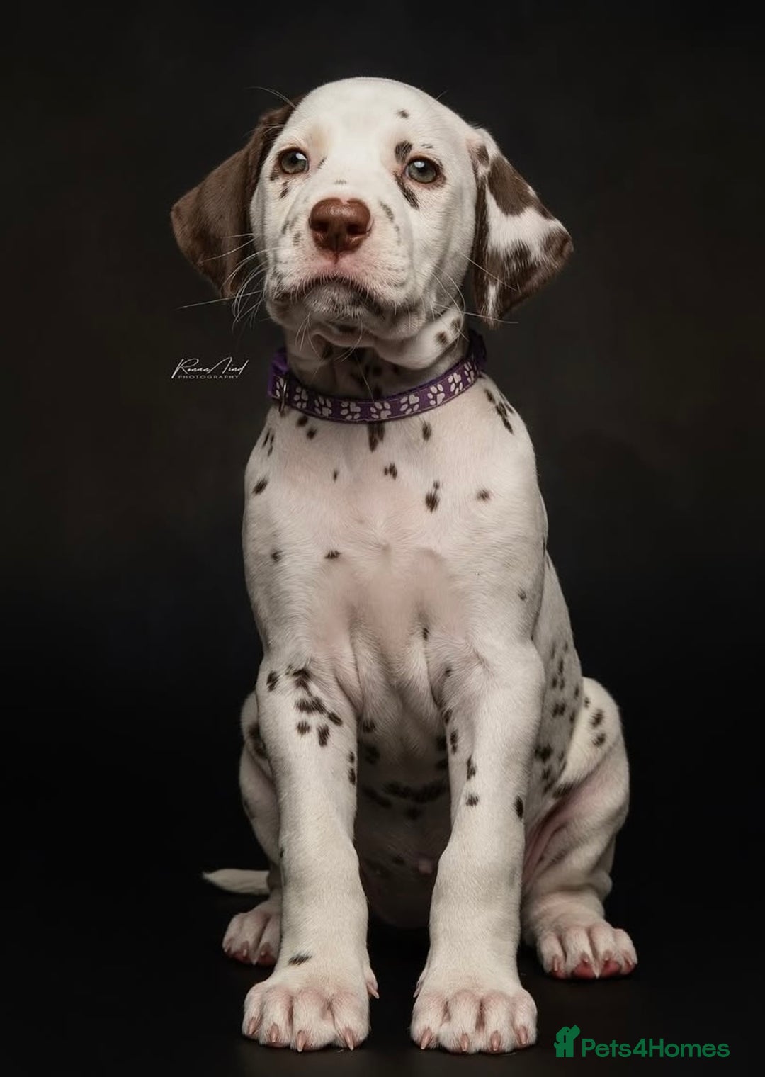 Dalmatian dogs for sale: Ready now 1 black spot bitch & 3 liver spot bitch - Image 3
