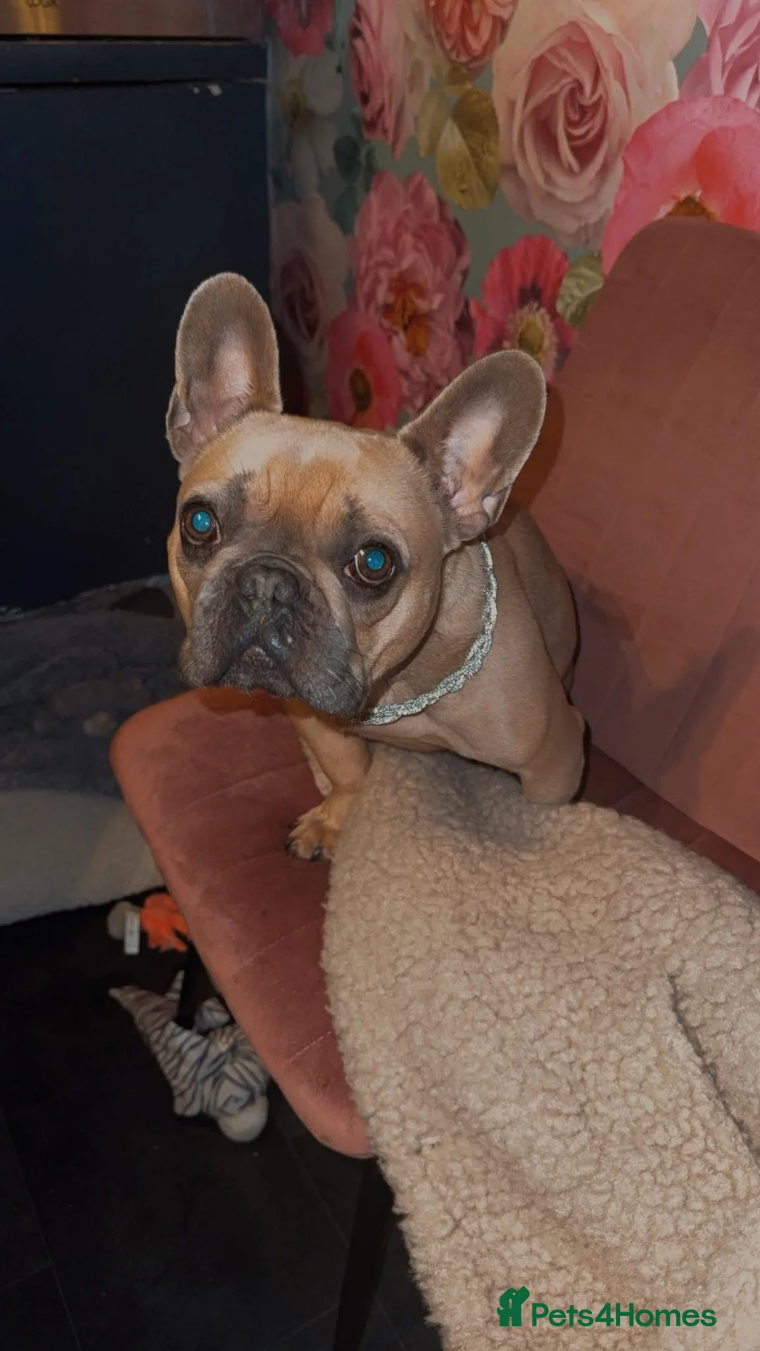 French Bulldog dogs for sale: Babe  - Advert 1