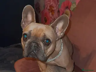 French Bulldog dogs Babe - Advert 12