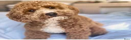 Cavapoo dogs for sale: Tiny teddy cavapoochon’s Now Available  - Advert 6