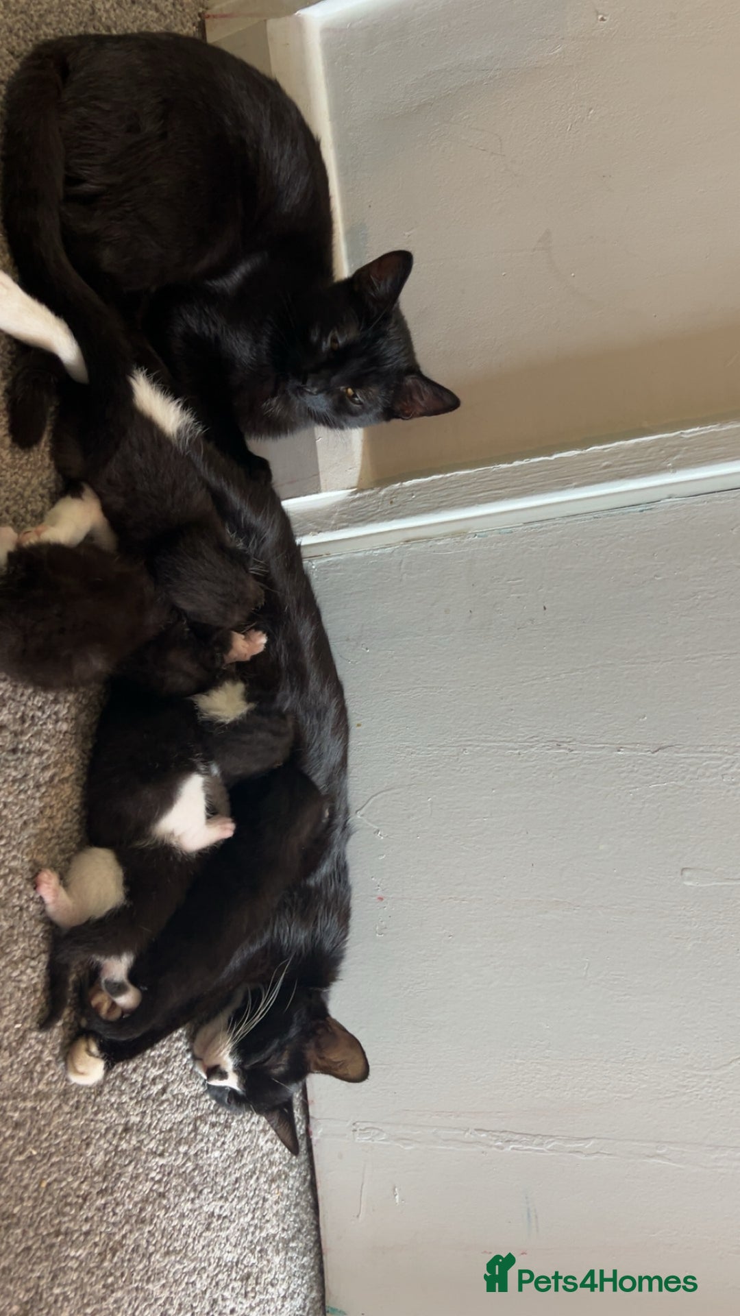 Mixed Breed cats for sale: 4 beautiful kittens ready for new home - Image 6