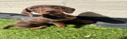 Miniature Dachshund dogs for sale: ONLY 2 LEFT!! KC Miniature Dachshund Puppies - Advert 18