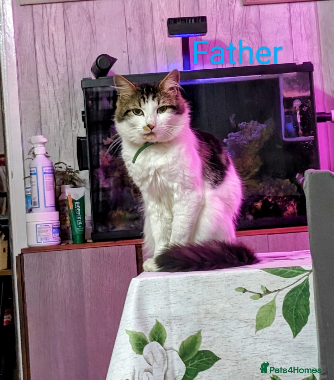 Siberian cats for sale: Siberian crossed kittens  - Advert 7