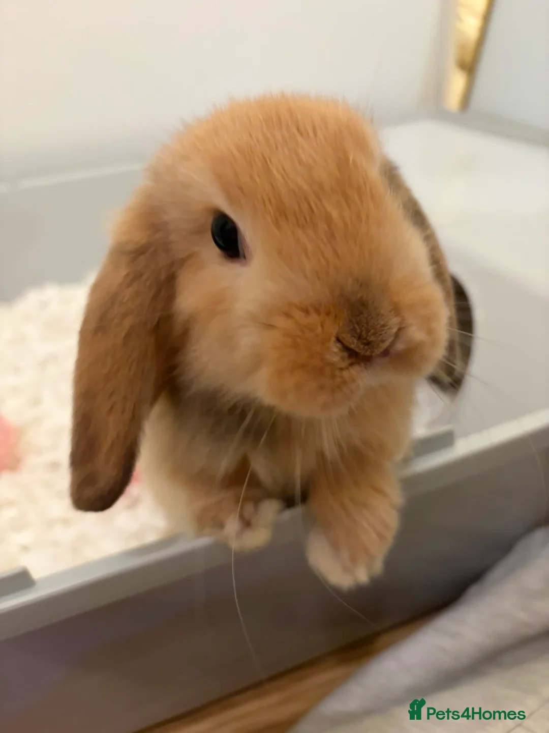 Mini Lop rabbits for sale: Female Mini lop for sale  in London - Advert 3