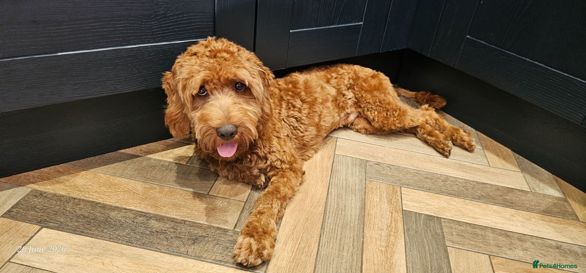 Cockapoo dogs 7mth old cocapoo - Advert 1