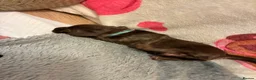 Miniature Dachshund dogs for sale: Long haired Miniature Dachshunds - Advert 15