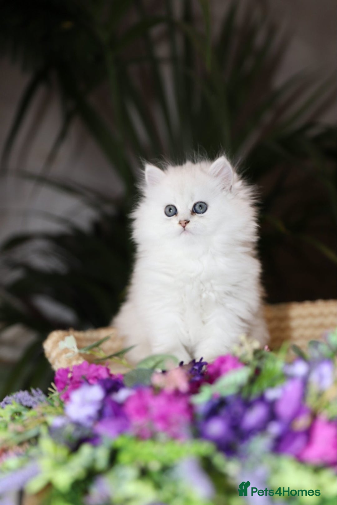 Persian cats for sale: Stunning Chinchilla Persian Kittens-Ready to go 💕 - Advert 14