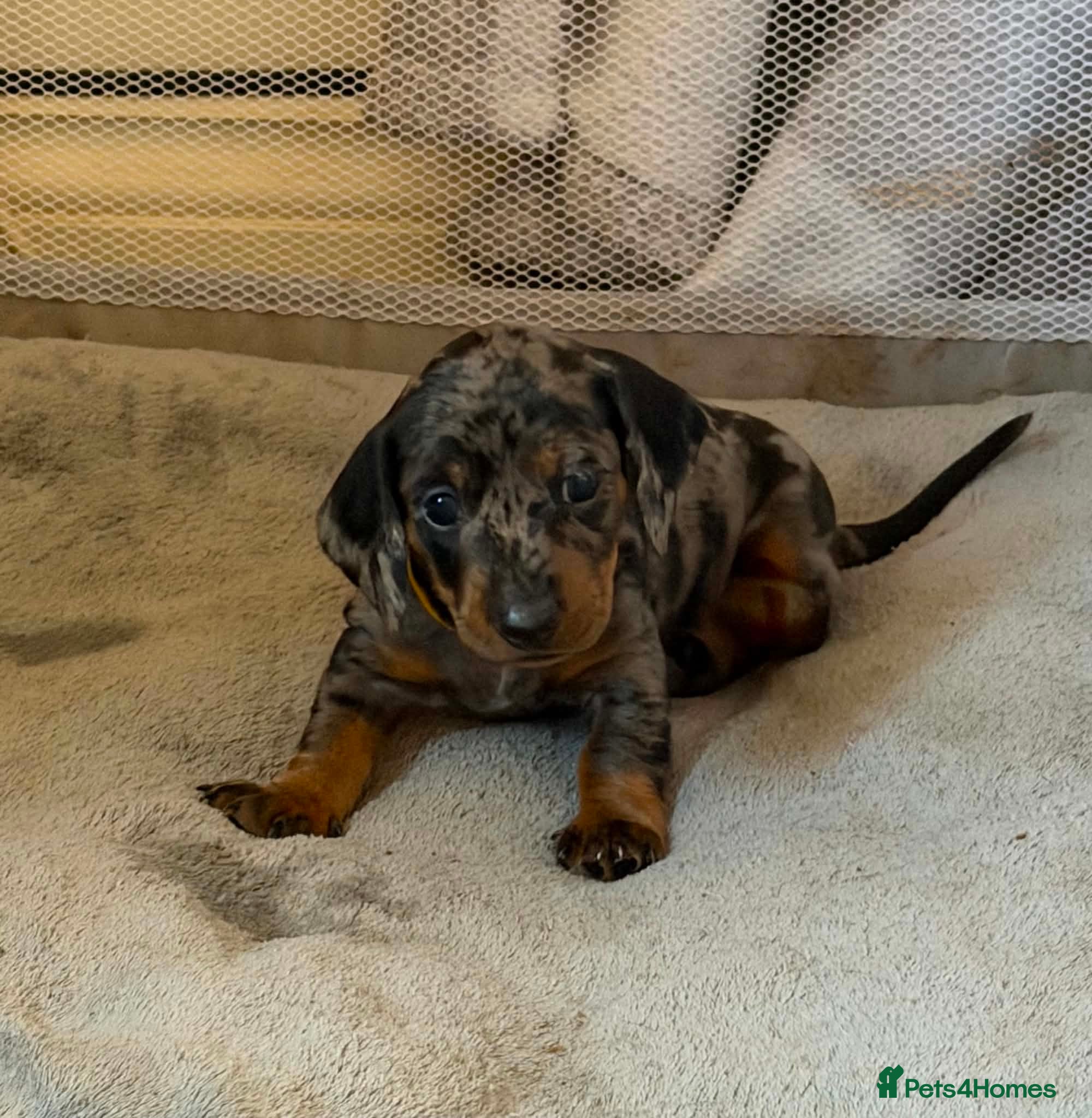 Dachshund dogs Beautiful Dachshund puppies - Advert 7