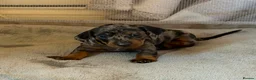 Dachshund dogs for sale: 6 Dachshund beautiful puppies for sale - Advert 7