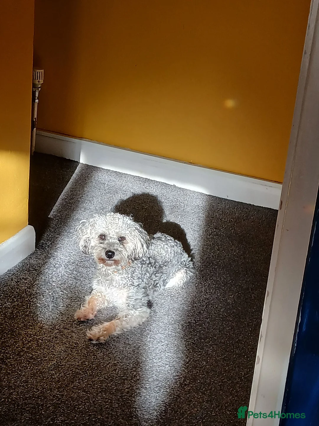 Jackapoo dogs for sale: Joey the Jackapoo in Royston - Advert 5