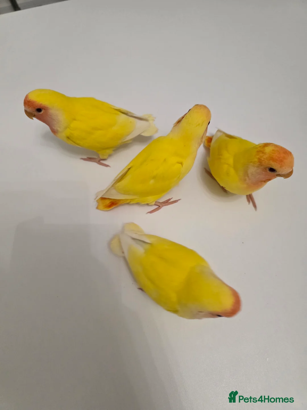 Lovebirds birds for sale: Super Tame, Hand-reared Baby Lovebirds - Advert 3