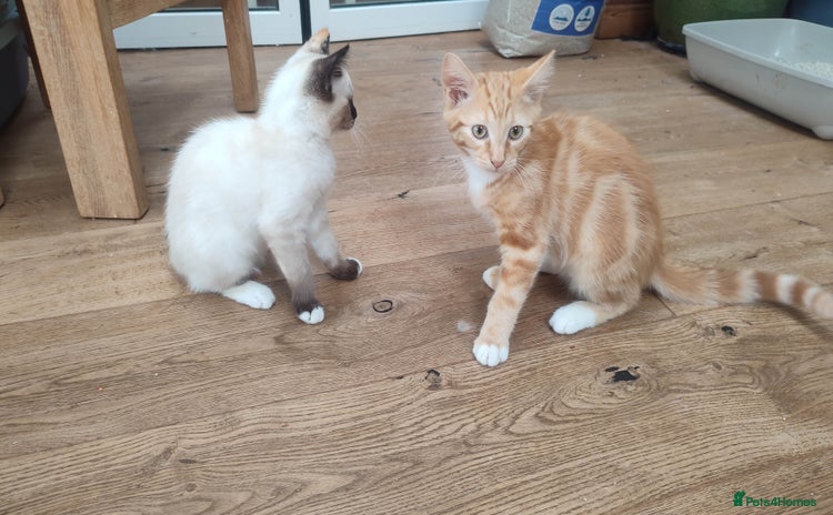 British Shorthair cats in Great Missenden - Advert 3