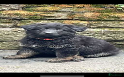German Shepherd dogs for sale: ONE GIRL AVAILABLE -German shepherd puppies - Image 26