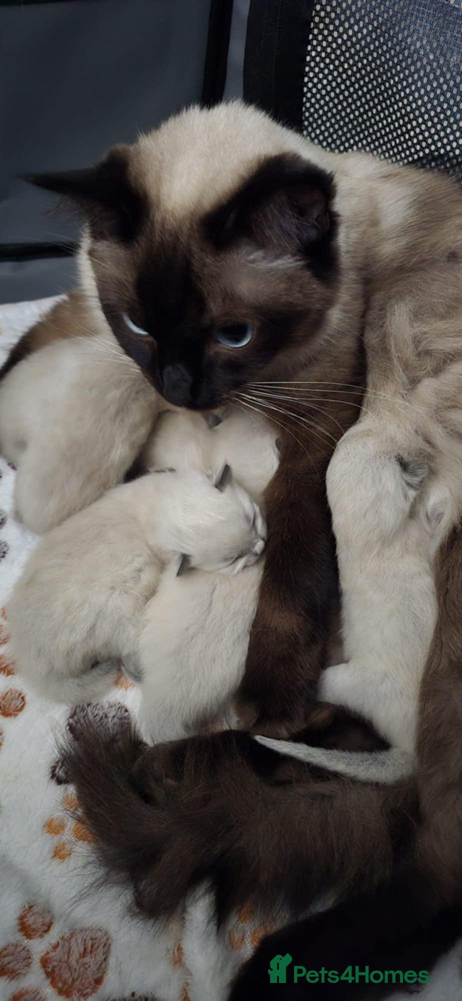 Ragdoll cats Chocolate-Point Ragdoll Kitten  - Advert 6