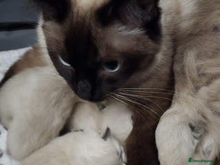 Ragdoll cats Chocolate-Point Ragdoll Kitten - Advert 6