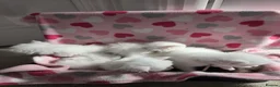 Maine Coon cats for sale: Maine coon Polydactyl  - Advert 25