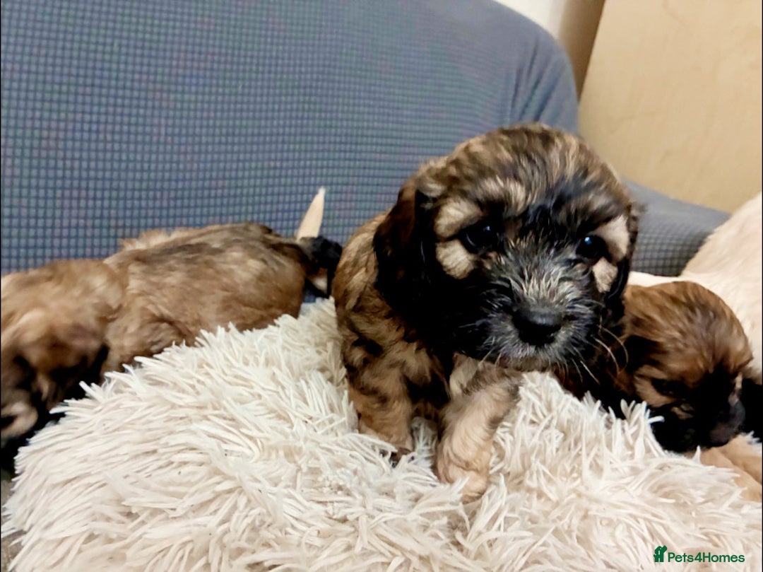 Mixed Breed dogs for sale: 6 Stunning Cock-a-chon puppies  - Advert 12