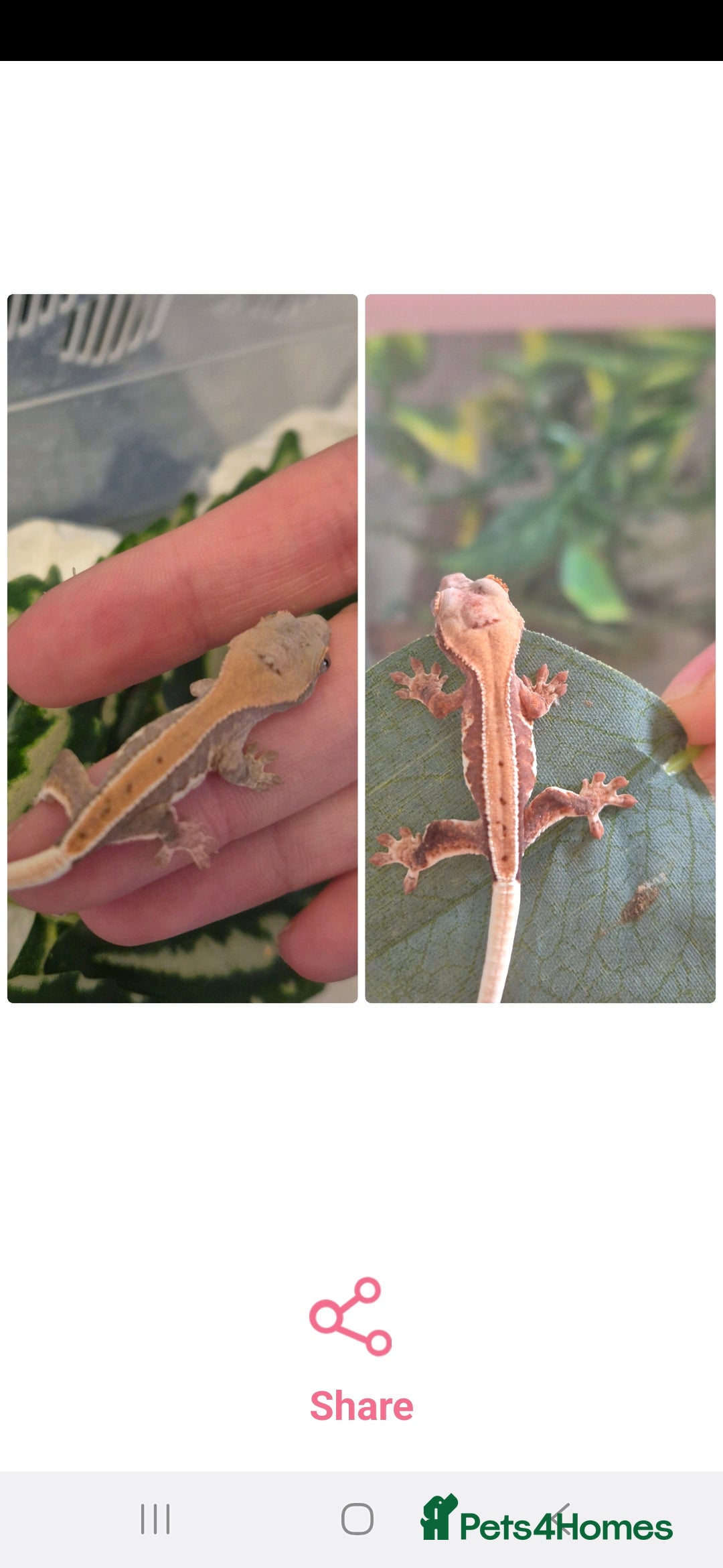 Gecko reptiles for sale: Beautiful Unsexed Crested Geckos ⬇️  - Image 9