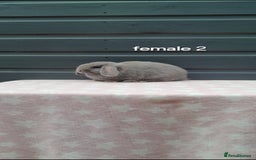Mini Lop rabbits for sale: Gorgeous mini lop rabbits  - Image 6