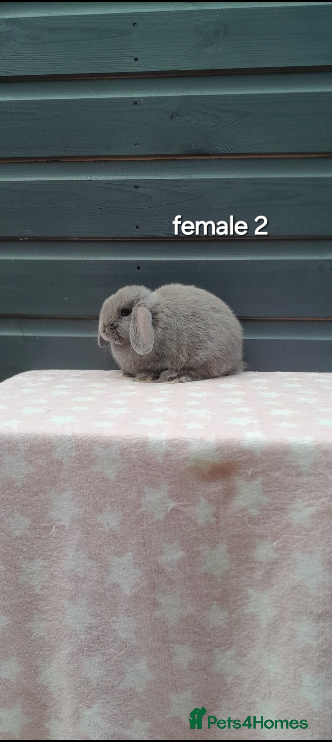 Mini Lop rabbits for sale: Gorgeous mini lop rabbits  - Image 6
